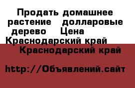 Продать домашнее растение “ долларовые дерево“ › Цена ­ 1 000 - Краснодарский край  »    . Краснодарский край